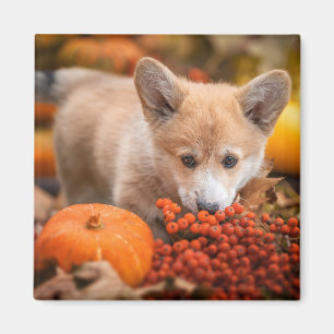 Imán Animales de bebé más afectados Corgi Puppy en ot