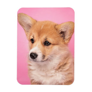 Imán Animales de bebé más afectados Corgi Puppy en Ro
