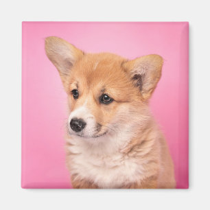 Imán Animales de bebé más afectados Corgi Puppy en Ro