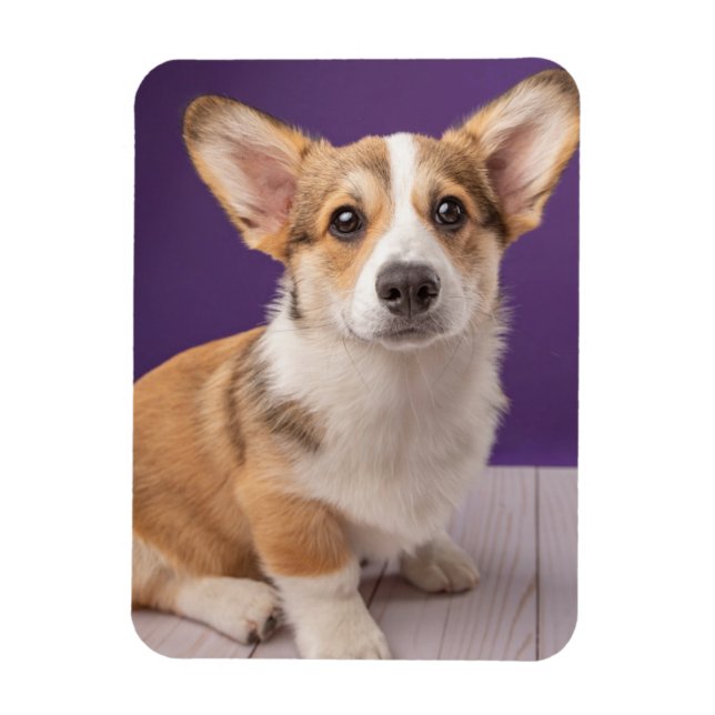 Imán Animales de bebé más afectados | Corgi Puppy sobre (Vertical)