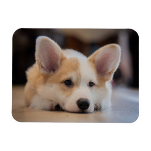 Imán Animales de bebé más afectados Corgi Puppy solit