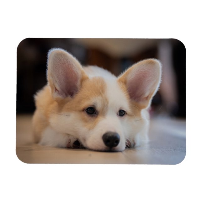 Imán Animales de bebé más afectados | Corgi Puppy solit (Horizontal)