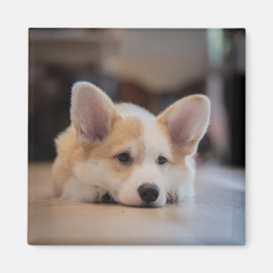 Imán Animales de bebé más afectados Corgi Puppy solit
