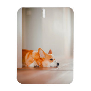Imán Animales de bebé más afectados Corgi Sleeping