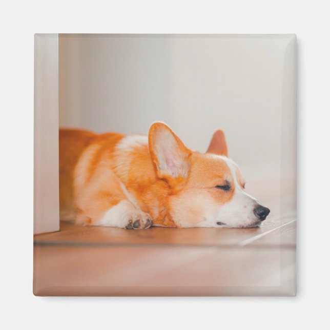Imán Animales de bebé más afectados | Corgi Sleeping (Frente)