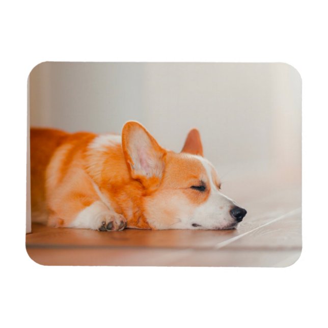 Imán Animales de bebé más afectados | Corgi Sleeping (Horizontal)