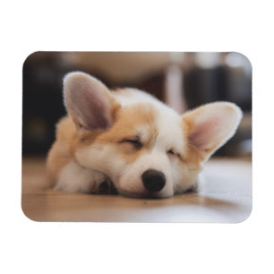 Imán Animales de bebé más afectados   Corgi somnoliento