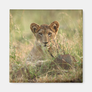 Imán Animales de bebé más afectados   Cubo de león para