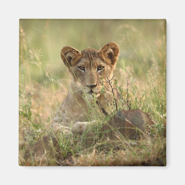 Imán Animales de bebé más afectados | Cubo de león para (Frente)