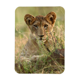 Imán Animales de bebé más afectados Cubo de león para