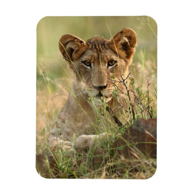 Imán Animales de bebé más afectados | Cubo de león para (Vertical)