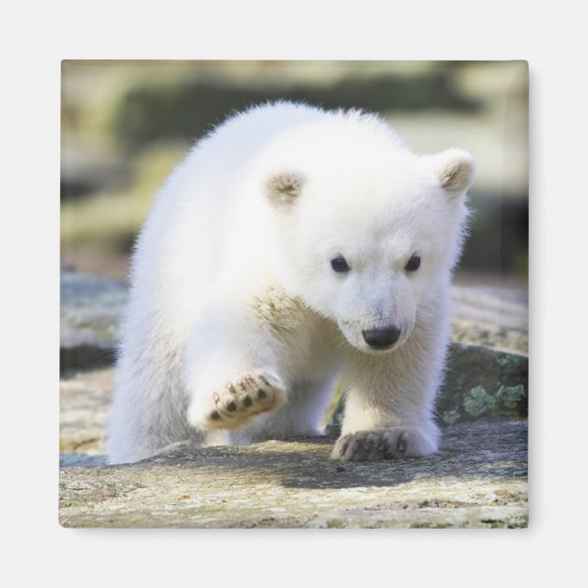 Imán Animales de bebé más afectados | Cubo de oso polar (Frente)