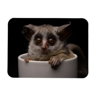 Imán Animales de bebé más afectados Cute Bushbaby
