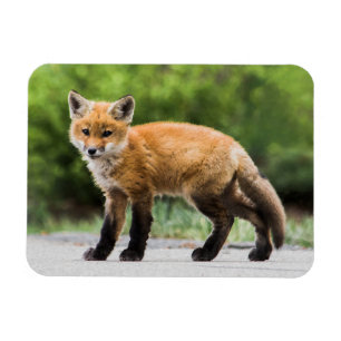 Imán Animales de bebé más afectados   Cutey Fox