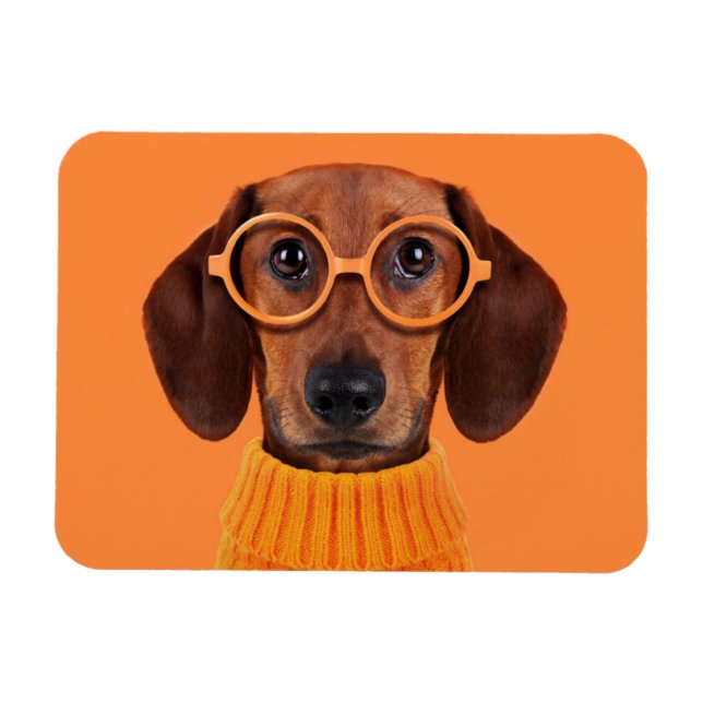 Imán Animales de bebé más afectados | Dachshund Naranja (Horizontal)