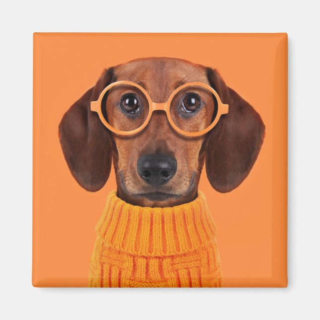 Imán Animales de bebé más afectados | Dachshund Naranja (Frente)