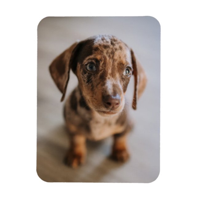 Imán Animales de bebé más afectados | Dachshund Puppy (Vertical)