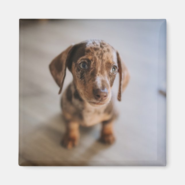 Imán Animales de bebé más afectados | Dachshund Puppy (Frente)