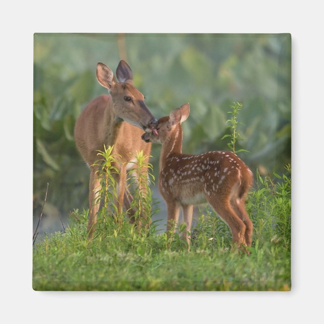 Imán Animales de bebé más afectados | Deer y bebé (Frente)