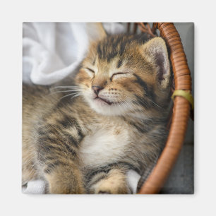 Imán Animales de bebé más afectados Dormir gatos en l