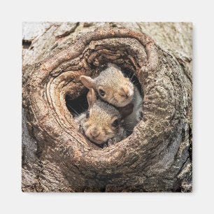 Imán Animales de bebé más afectados Dos ardillas jóve