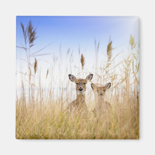 Imán Animales de bebé más afectados   Dos jóvenes venad