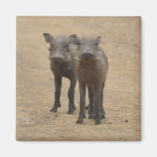 Imán Animales de bebé más afectados   Dos jóvenes warth