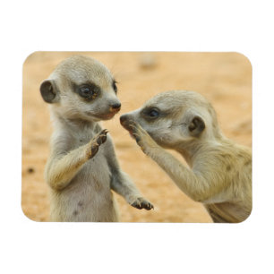Imán Animales de bebé más afectados Dos Merkats Jóven