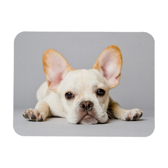Imán Animales de bebé más afectados | El Bulldog francé (Horizontal)