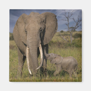 Imán Animales de bebé más afectados Elefante Amama co