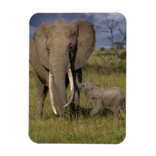 Imán Animales de bebé más afectados Elefante Amama co