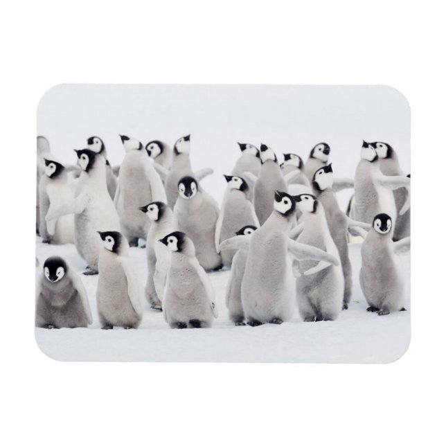 Imán Animales de bebé más afectados | Emperador Pingüin (Horizontal)