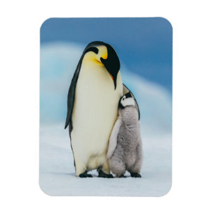 Imán Animales de bebé más afectados Emperador Pingüin