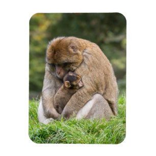 Imán Animales de bebé más afectados Familia Barbary M