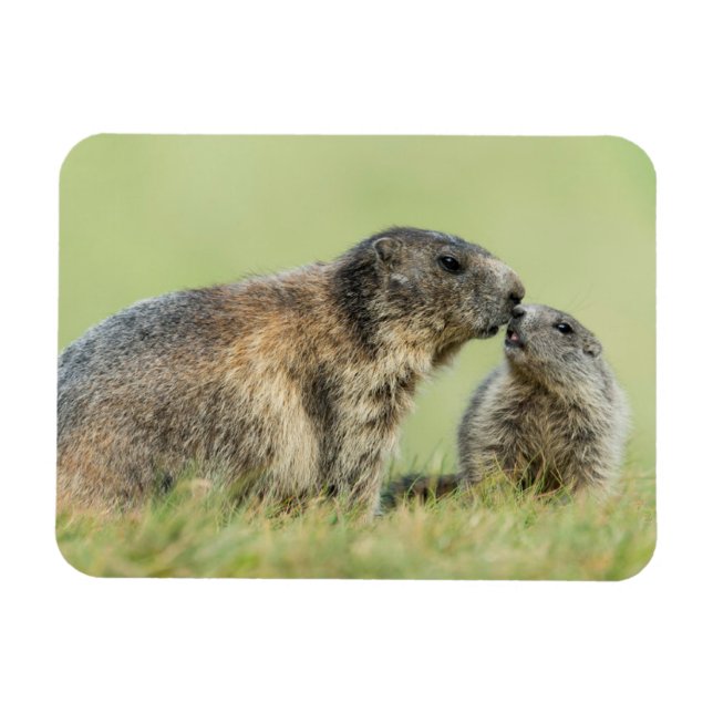 Imán Animales de bebé más afectados | Familia de marmot (Horizontal)