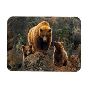 Imán Animales de bebé más afectados Familia de oso ma