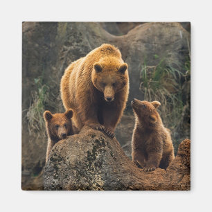 Imán Animales de bebé más afectados Familia de oso ma