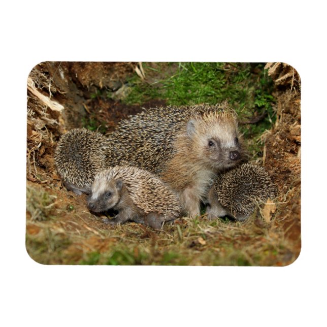 Imán Animales de bebé más afectados | Familia Hedgehog (Horizontal)