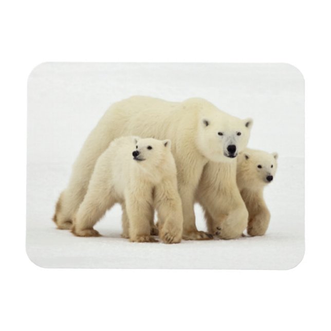 Imán Animales de bebé más afectados | Familia Oso Polar (Horizontal)