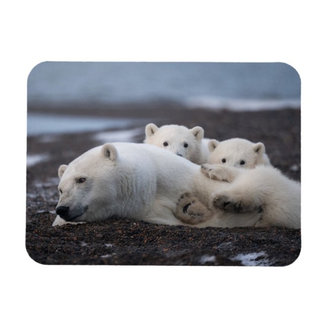Imán Animales de bebé más afectados | Familia Oso Polar (Horizontal)