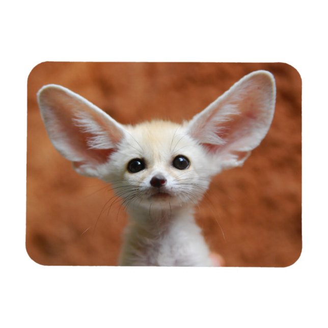 Imán Animales de bebé más afectados | Fennec Fox Pup (Horizontal)