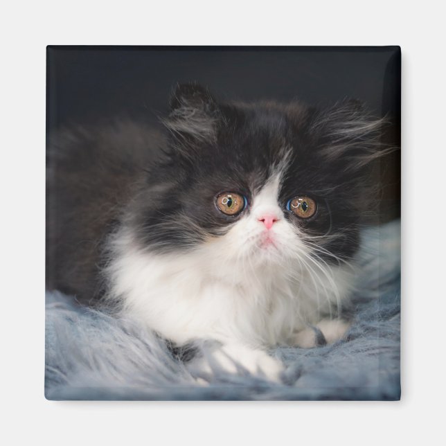 Imán Animales de bebé más afectados | Fluffy B&W Kitten (Frente)