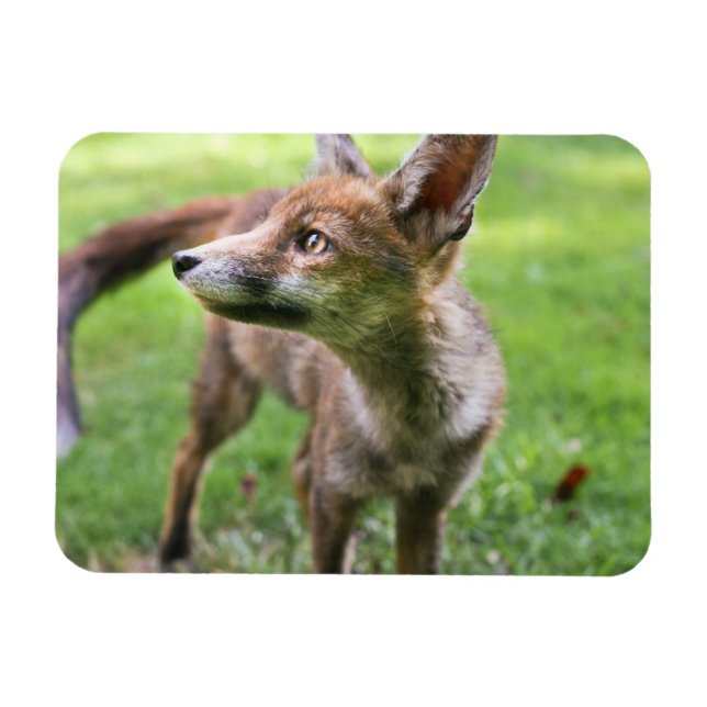 Imán Animales de bebé más afectados | Fox urbana (Horizontal)