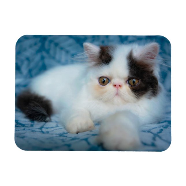 Imán Animales de bebé más afectados | Gatito blanco y n (Horizontal)