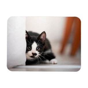 Imán Animales de bebé más afectados Gatito blanco y n