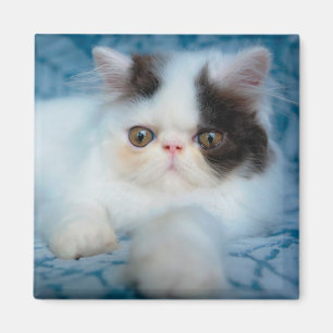 Imán Animales de bebé más afectados Gatito blanco y n