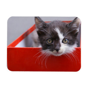 Imán Animales de bebé más afectados   Gatito blanco y n