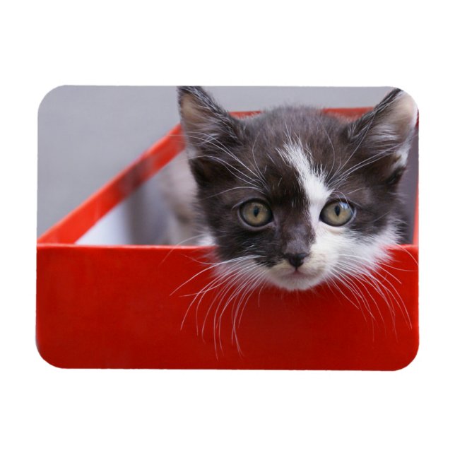 Imán Animales de bebé más afectados | Gatito blanco y n (Horizontal)