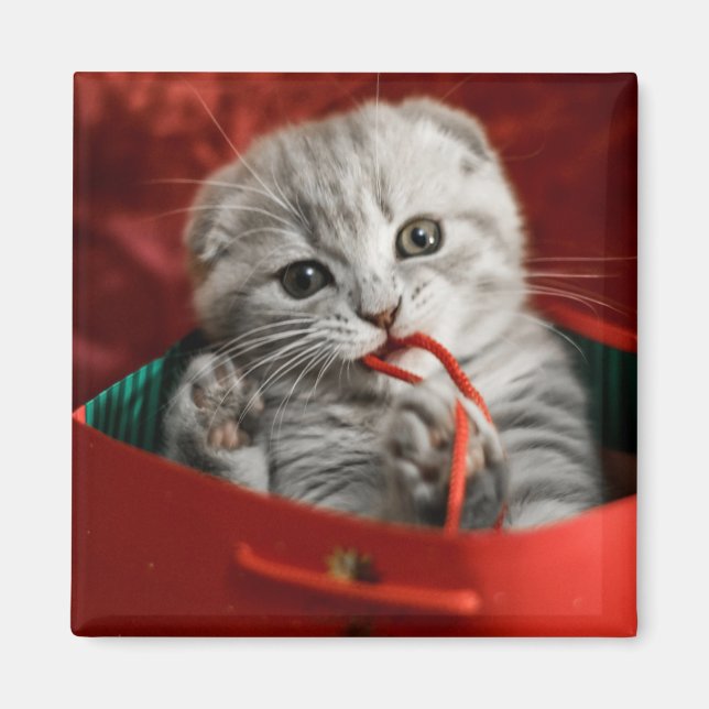 Imán Animales de bebé más afectados | Gatito de peluche (Frente)