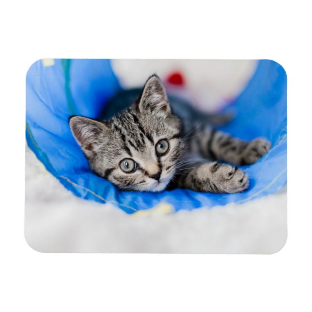 Imán Animales de bebé más afectados | Gatito de Tabby e (Horizontal)
